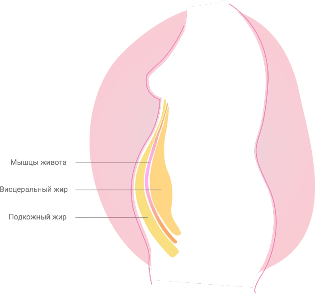 Типы жира в области живота