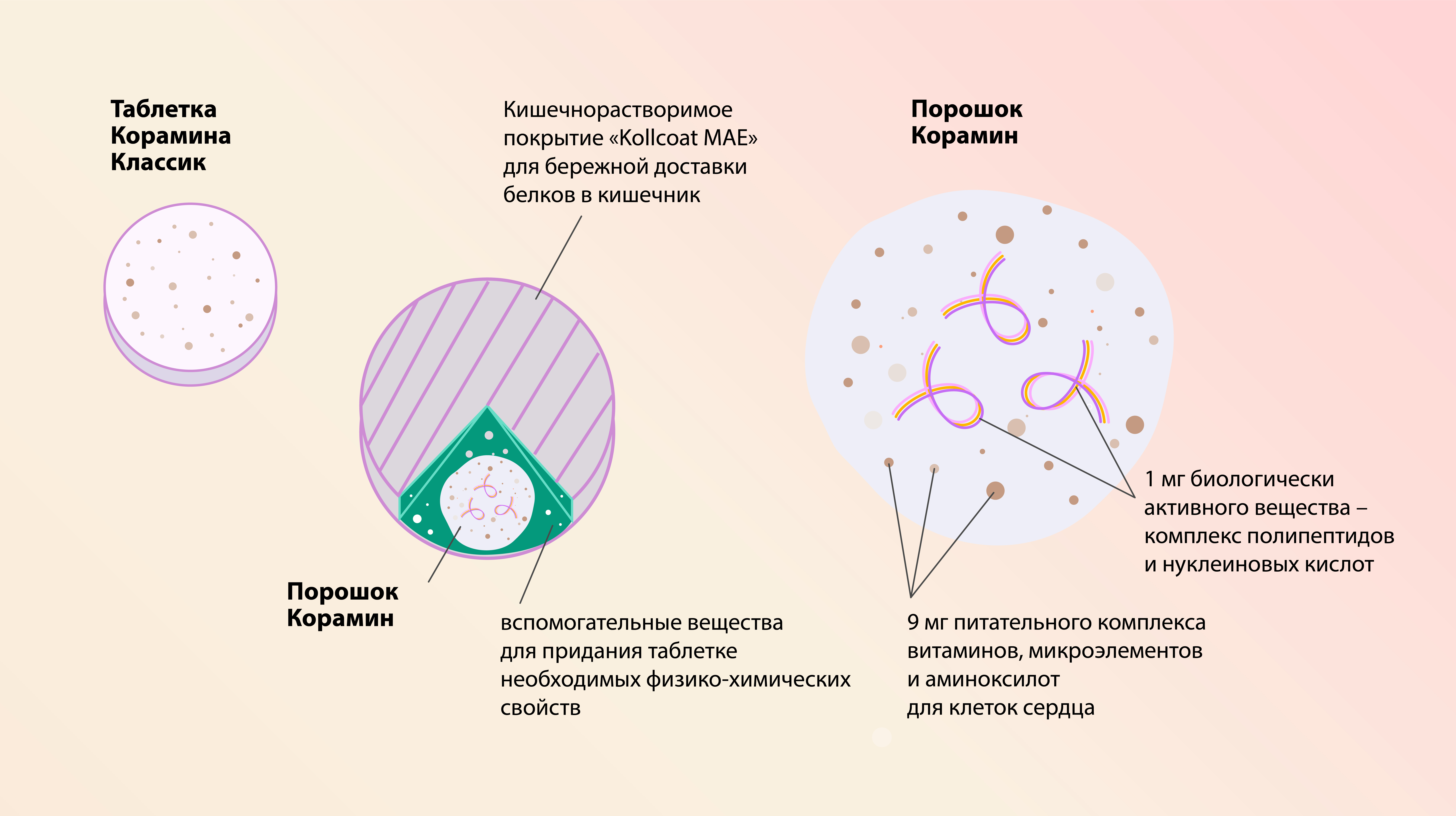 Инфографика Корамин Классик