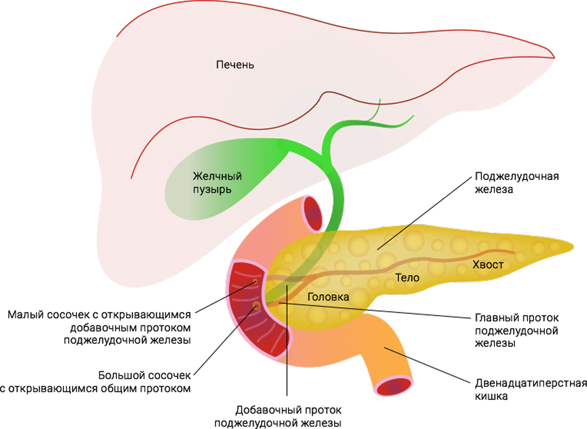 Воспаление печень поджелудочная железа. Физиология поджелудочной железы. Анатомия и физиология поджелудочной железы. Головка поджелудочной железы располагается. Хвост поджелудочной железы.