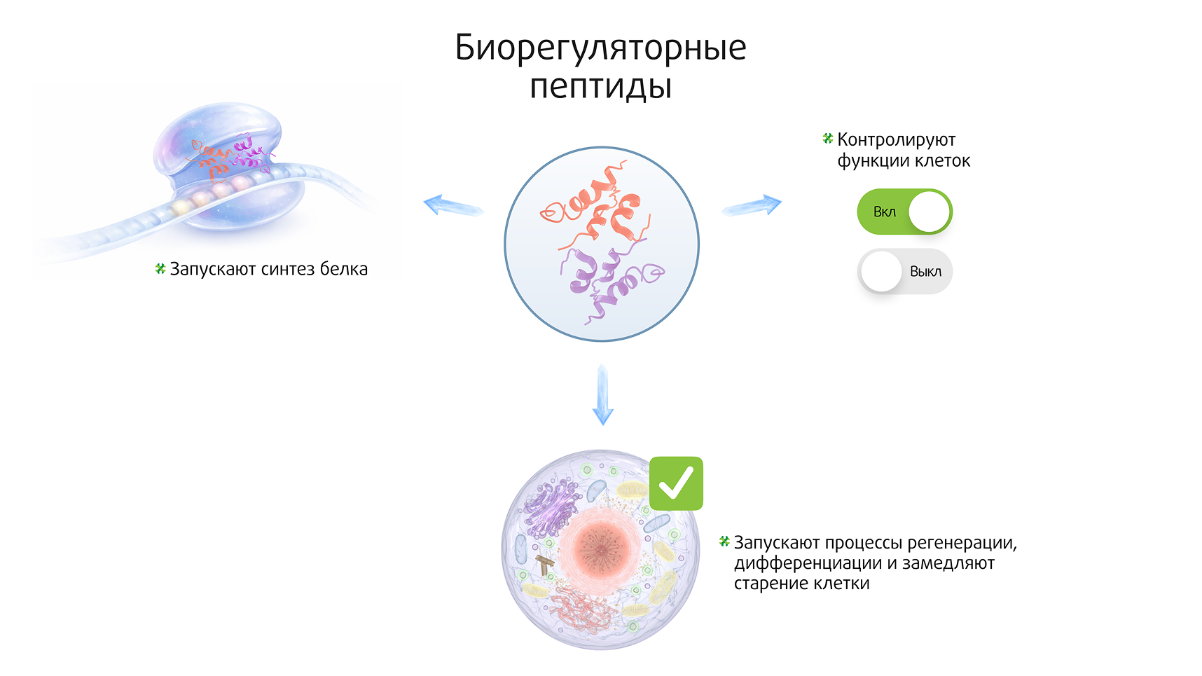 Биорегулярные пептиды