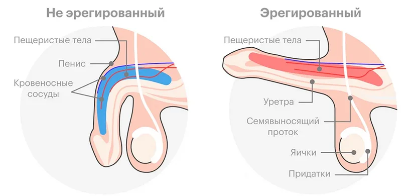 Влияние образа жизни на эректильную дисфункцию