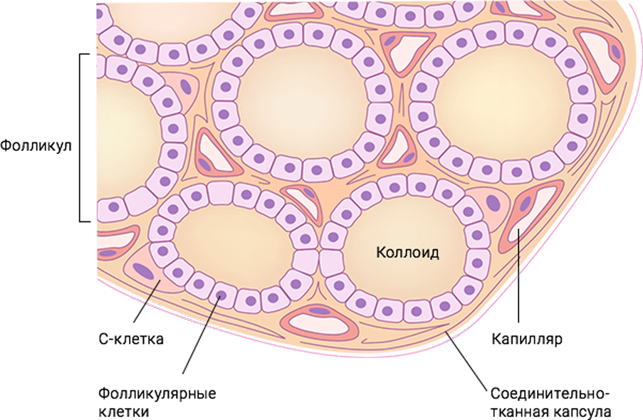 Парафолликулярные клетки щитовидной железы. Клетки щитовидной железы гистология. Фолликулы щитовидной железы гистология. Строение фолликула щитовидной железы гистология. Фолликул тироцита