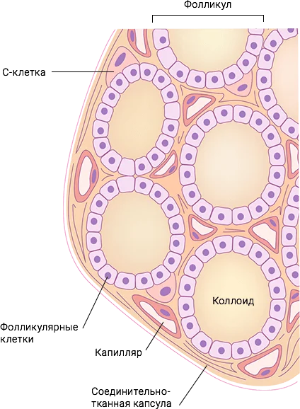 Тироциты фолликулярные клетки щитовидной железы. Тироциты щитовидной железы строение. Фолликулярные клетки (а-клетки) щитовидной железы синтезируют:. Клетки щитовидной железы ЭМФ. Фолликул тироцита